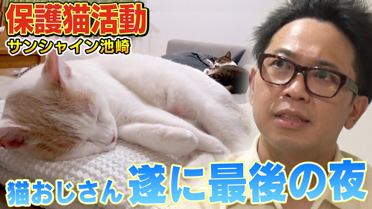 【猫おじさんと最後の夜】風ちゃん、雷ちゃん、佐吉がサンシャイン池崎さん宅で…【保護猫生活】
