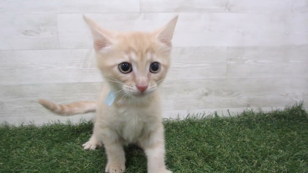 Coo&RIKU　No00697071 アメリカンカール