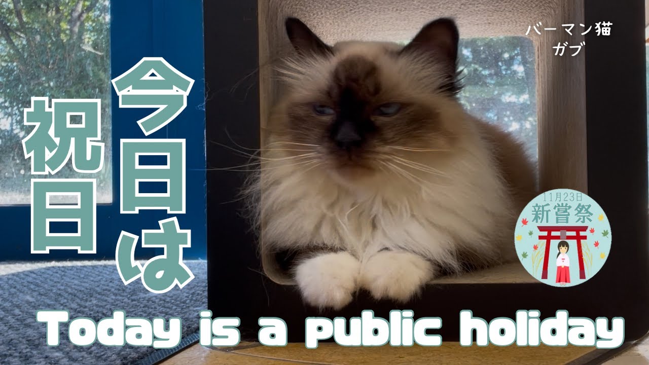 バーマン猫ガブ【今日は祝日】Today is a public holiday（バーマン猫）Birman/Cat