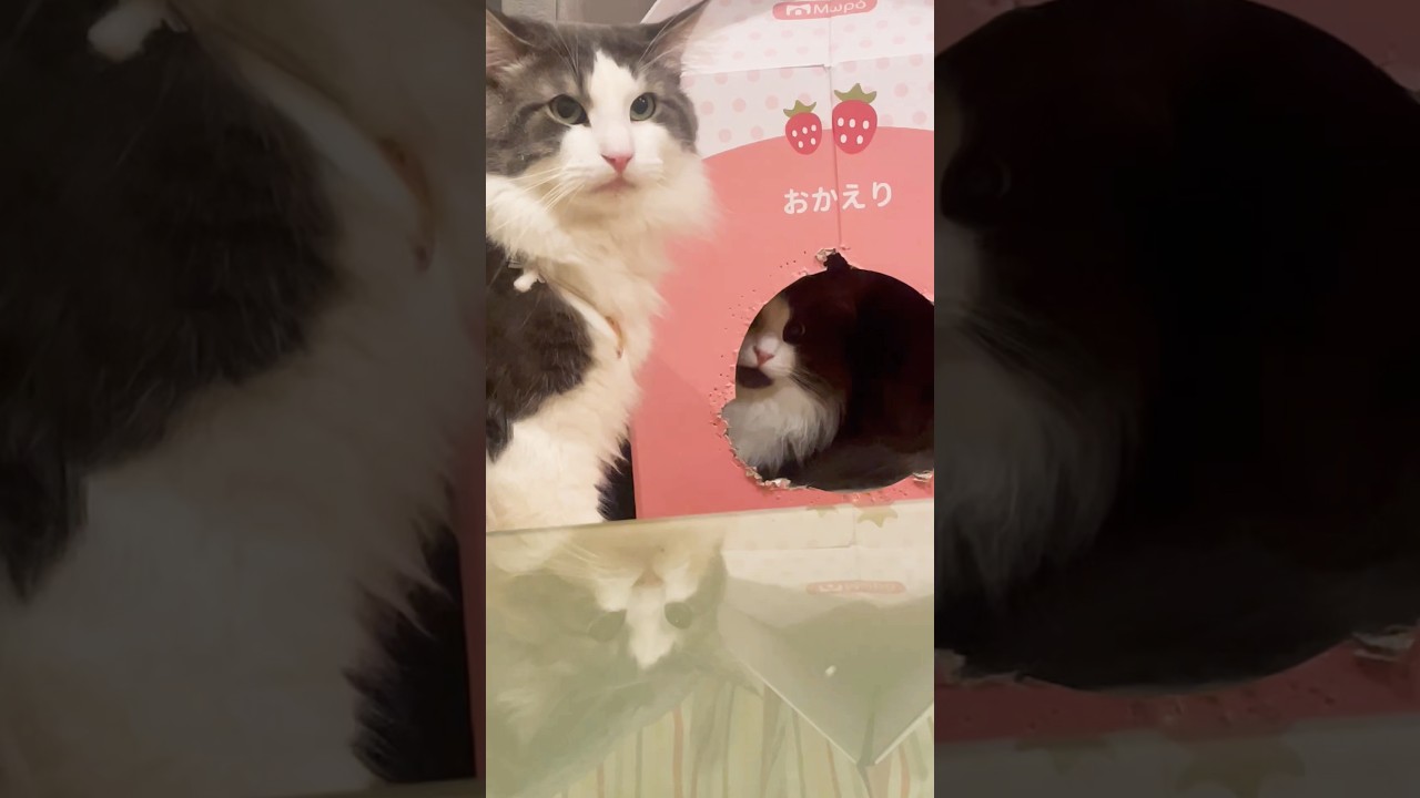 今日の親子猫#ノルウェージャンフォレストキャット#母猫 #親子猫