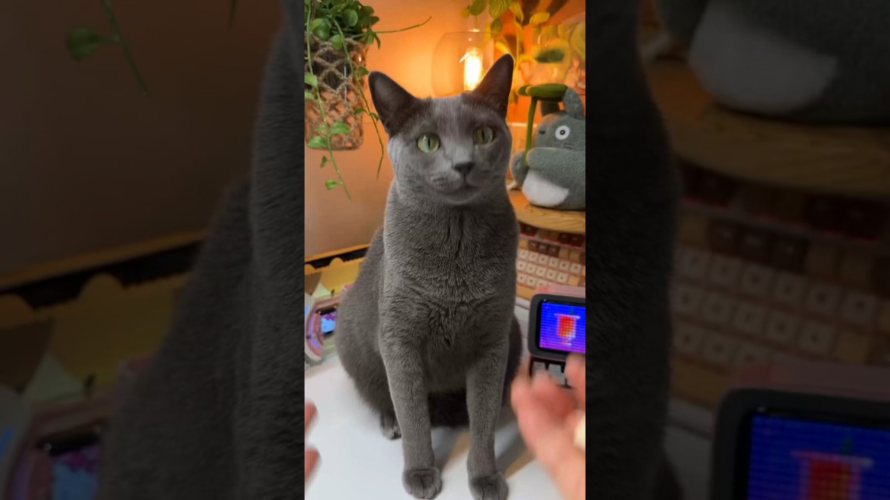 대빵 큰 진짜 간식 먹고 싶어요.#고양이