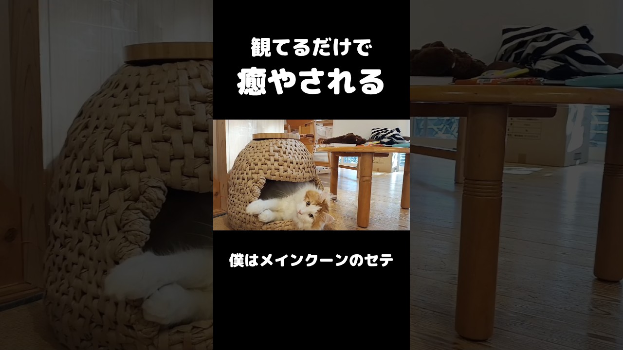毎日猫に癒されています #shorts #メインクーン #猫のいる暮らし #mainecoon #cat