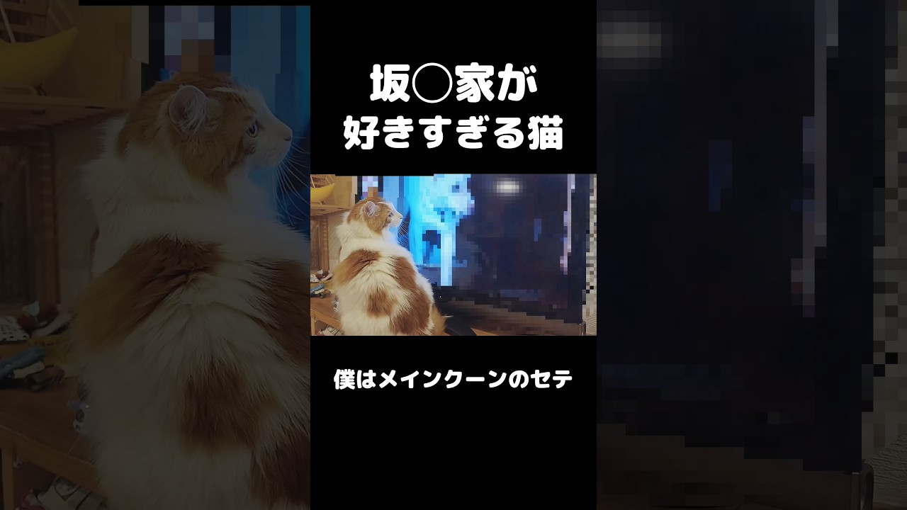 目悪くなっちゃうよ笑 #shorts #メインクーン #猫のいる暮らし #mainecoon #cat