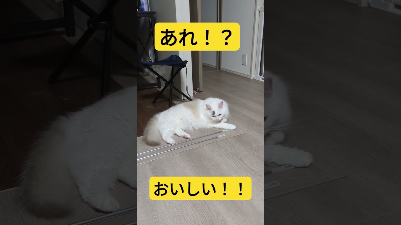 気づいた子猫　#cat #ねこ #ラグドール