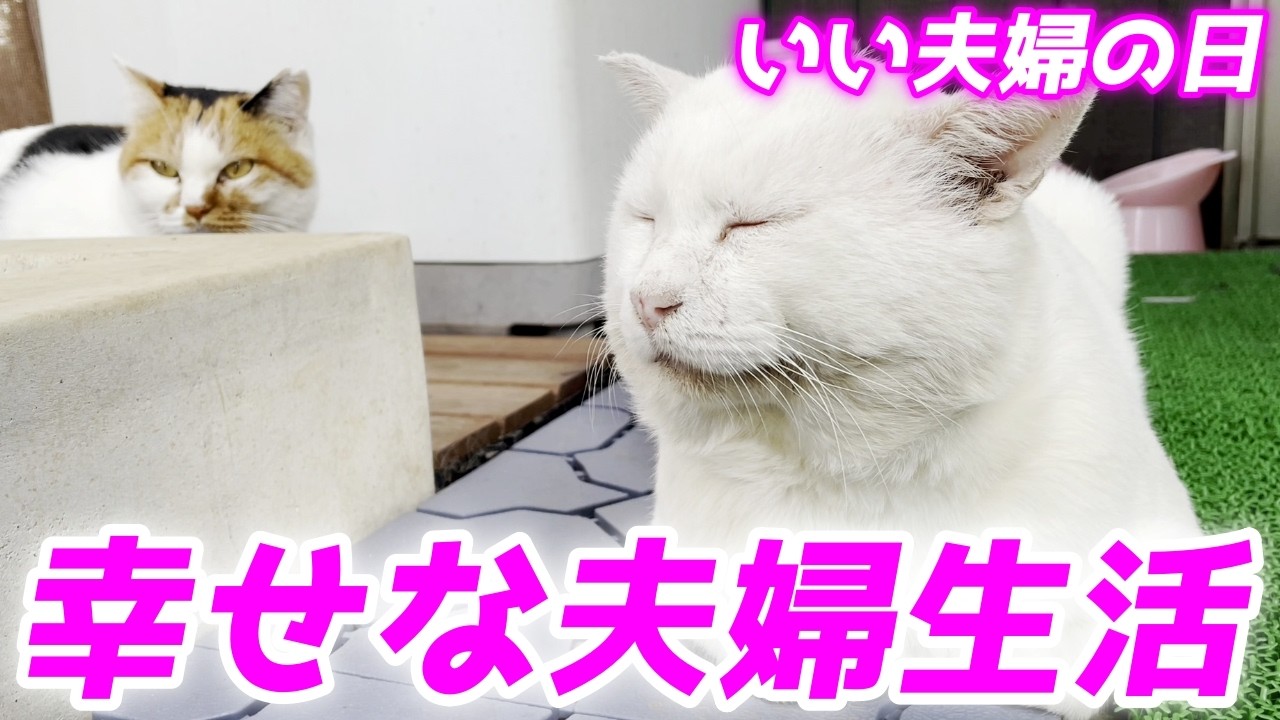 こんな幸せそうな熟年猫夫婦は見たことがない！これからも仲良くね【いい夫婦の日】