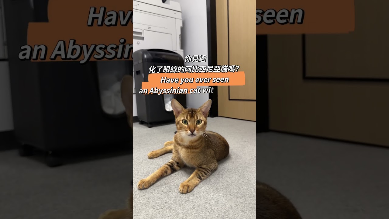 三哥 Latte，自带眼線的阿比西尼亞貓！你爱不爱？ #猫 #阿比西尼亚猫 #apt