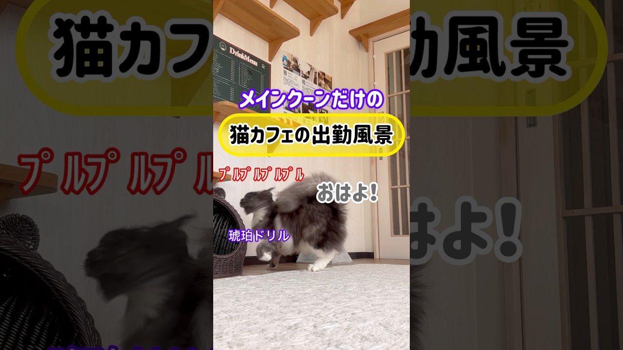 メインクーンだけの【猫カフェの出勤風景】#cat #cooncat #mainecoon