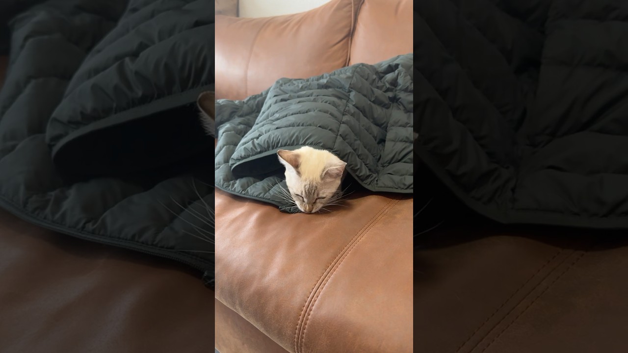 ユニクロダウンで遊ばれています　#元保護猫　#シャムトラ　#シャムミックス　#cat #猫耳 #kitten #シャムmix  #子猫 #猫耳