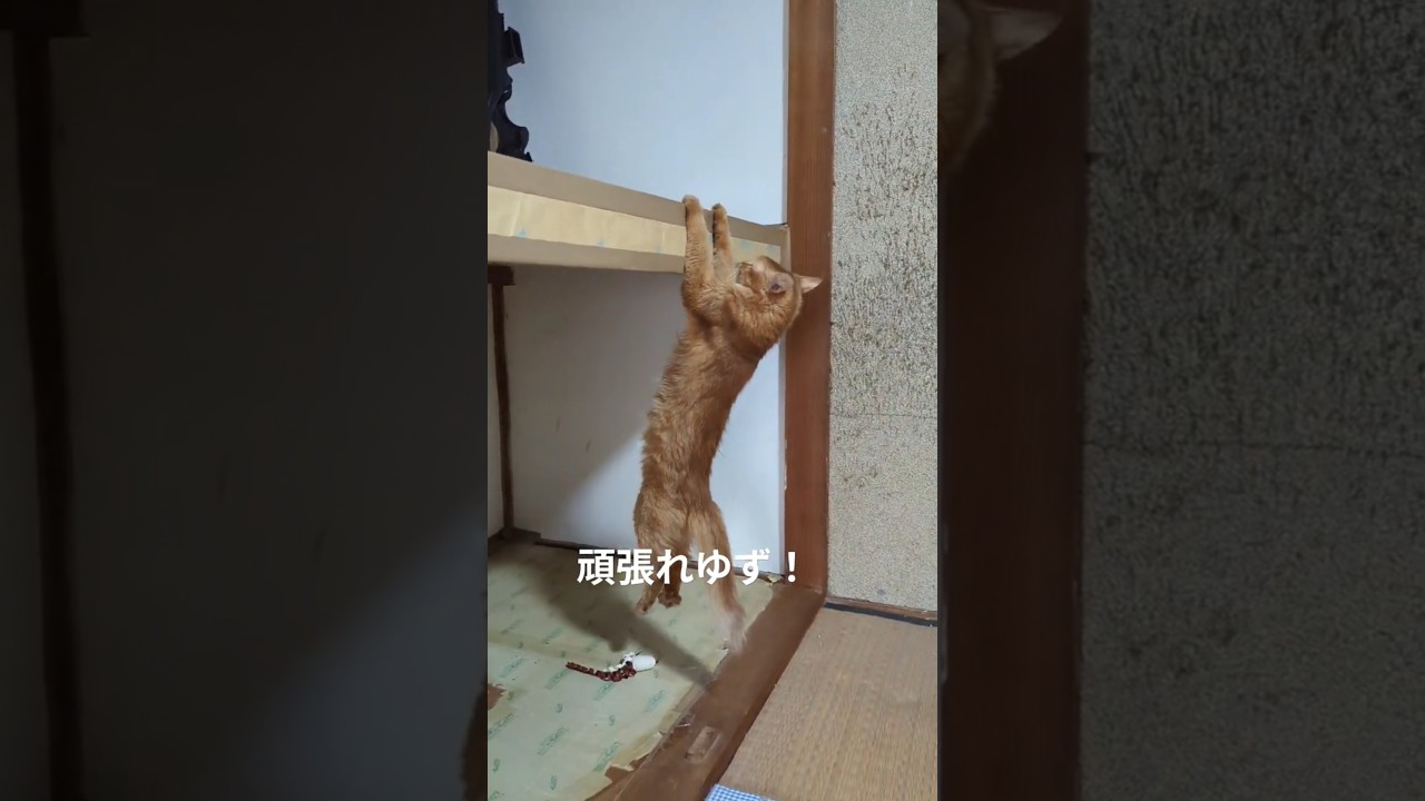 ソマリってジャンプ力低くね？