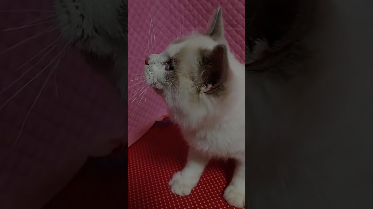 ＃ラグドール#ごろにゃん