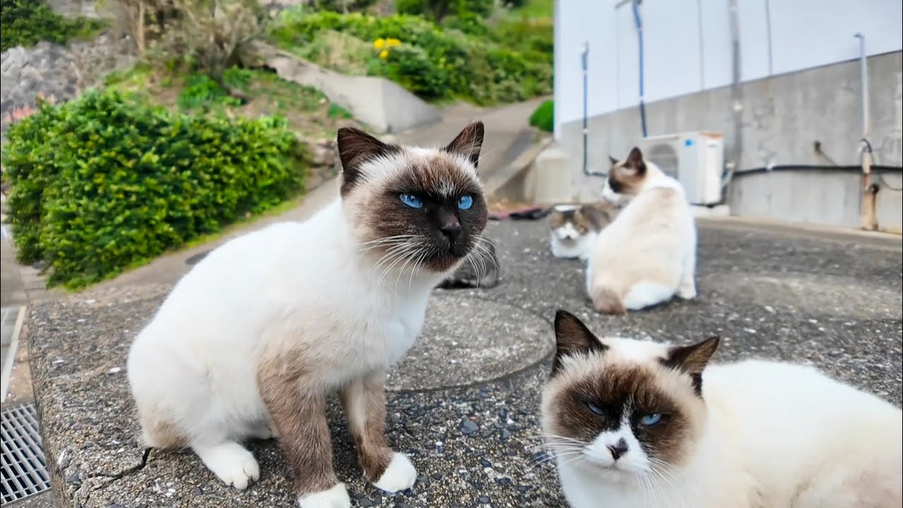 猫島の郵便局裏で行われるシャム猫の集会に行ってきた