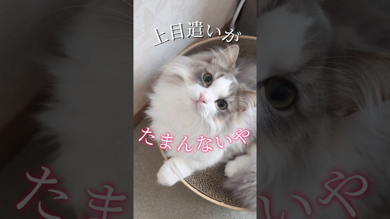 みゅうに見惚れちゃう？#マンチカン #短足マンチカン #長毛猫