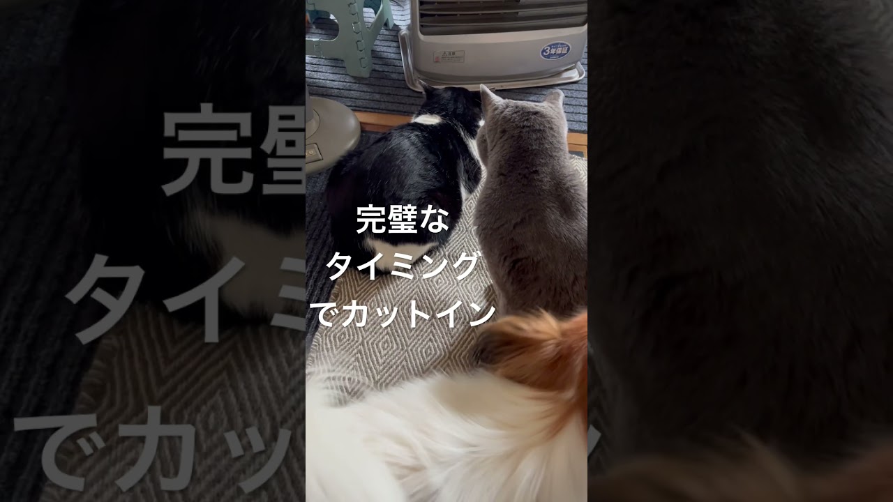 優しく喧嘩をとめるクーちゃん　保護猫　里親犬　ロシアンブルー　ハチワレ　パピヨン　可愛すぎるボディーガード