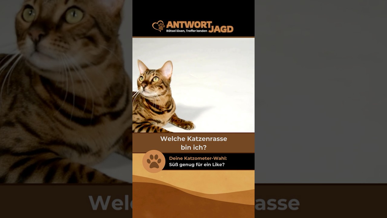 Katzenrasse erraten: Welche Katze hat das auffälligste Fellmuster?#katzen #tierliebhaber #haustiere