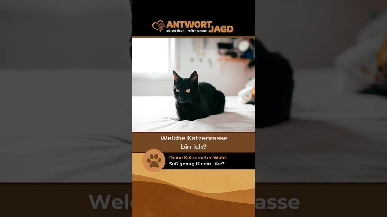 Katzenrasse erraten: Welche Katze hat so glänzendes schwarzes Fell?#katzen #tierliebhaber #haustiere