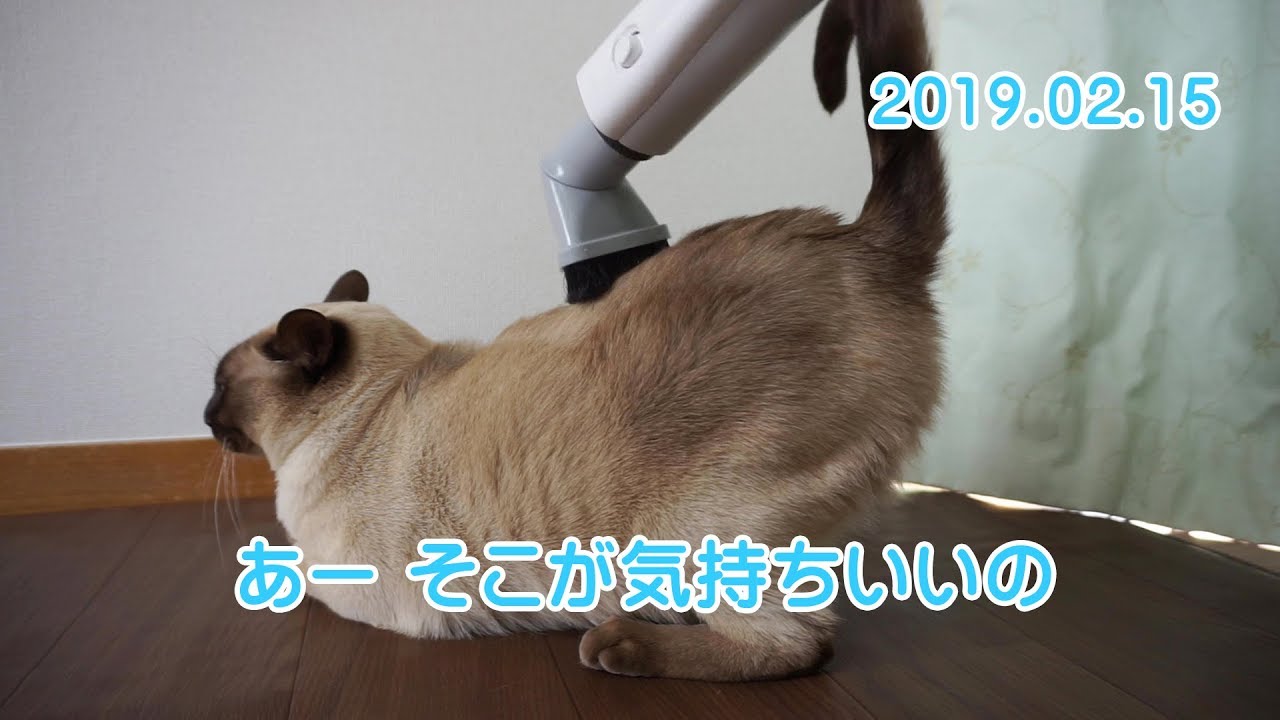 【猫】あー そこが気持ちいいの【トンキニーズ】