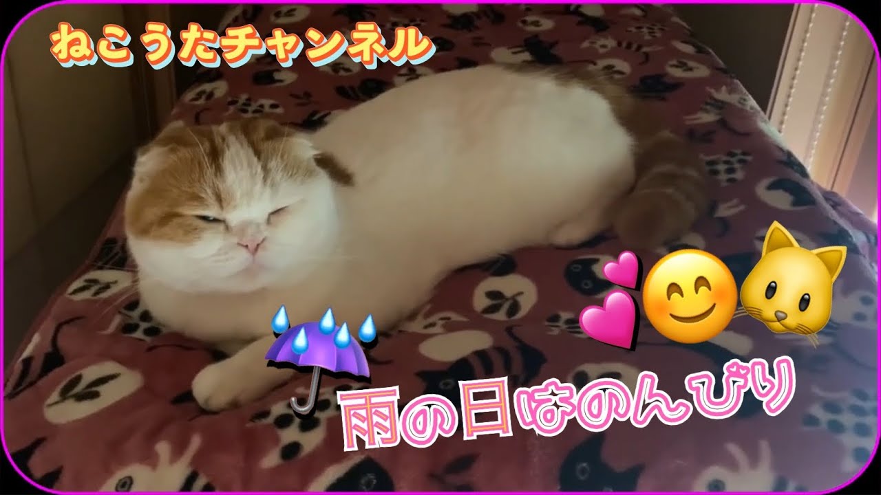 雨なので､のんびりお部屋で､すごしました・スコティッシュねこのマリオ一家より❤️