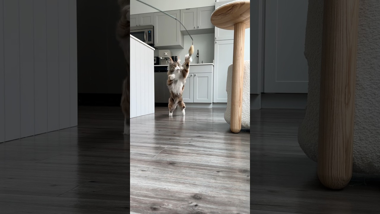 Maine Coon Goes Wild for Toy Wand! 🐾😹