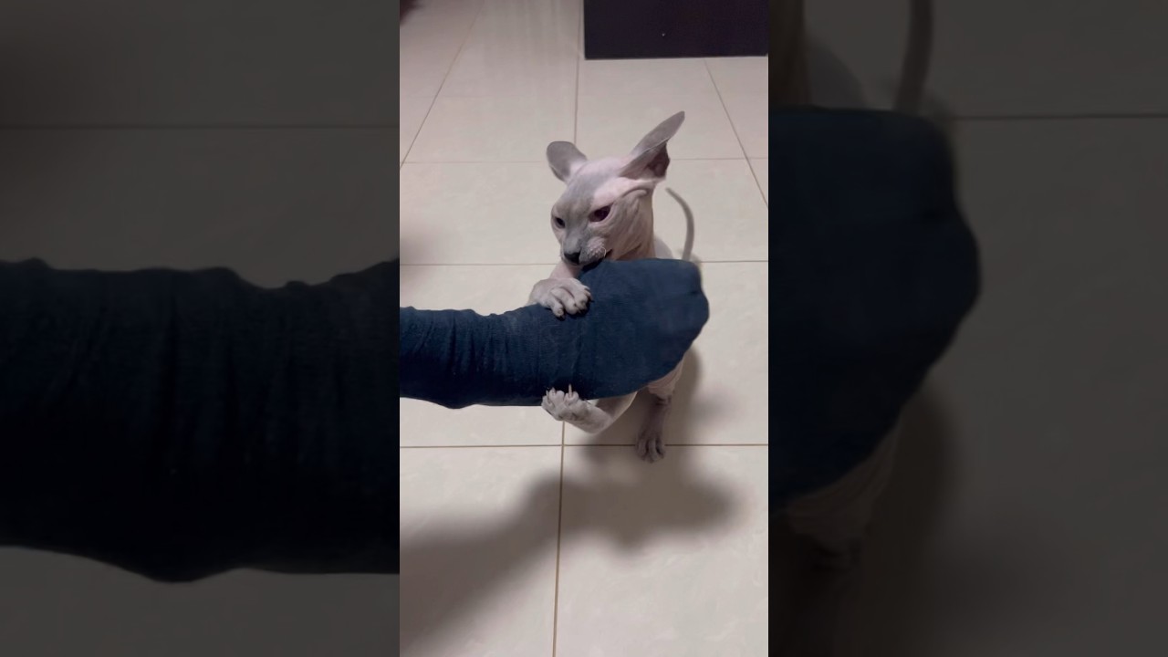 靴下と戦う毛のない猫ww【スフィンクス猫】