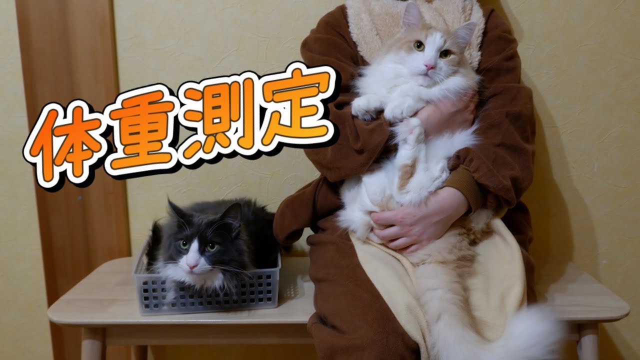 【体重公開‼︎】ぽっちゃりノルウェージャンフォレストキャットとターキッシュアンゴラの体重測定✨