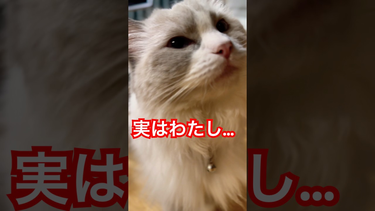 言ってなかった事があるんだ#shorts #cat #ラグドール#ragdoll #猫のいる暮らし