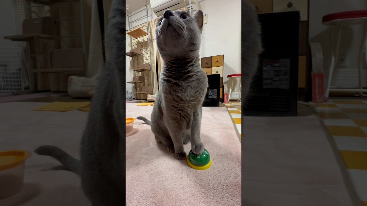 【ロシアンブルー】めろん〜早朝のベル🛎️押しーーーッ今日もお留守番お願いします🙏【猫】#shorts