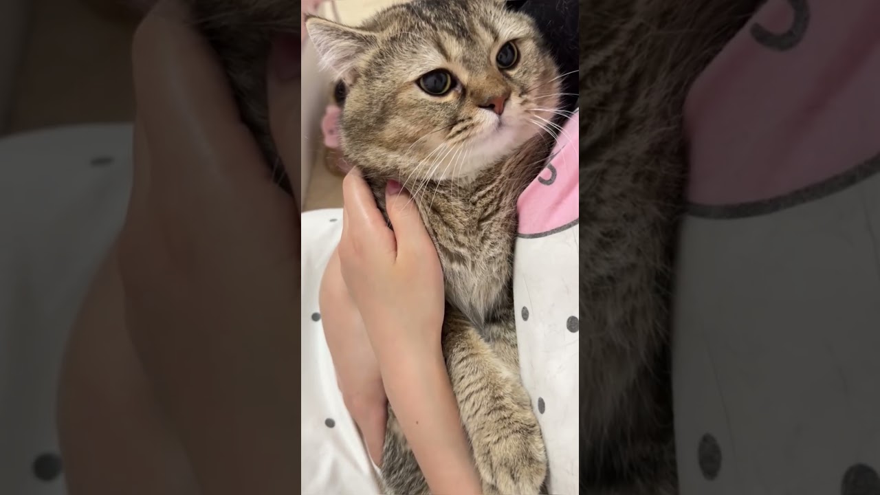 When I try to talk to it like a little kitty. #cat #kittycat #catlovers