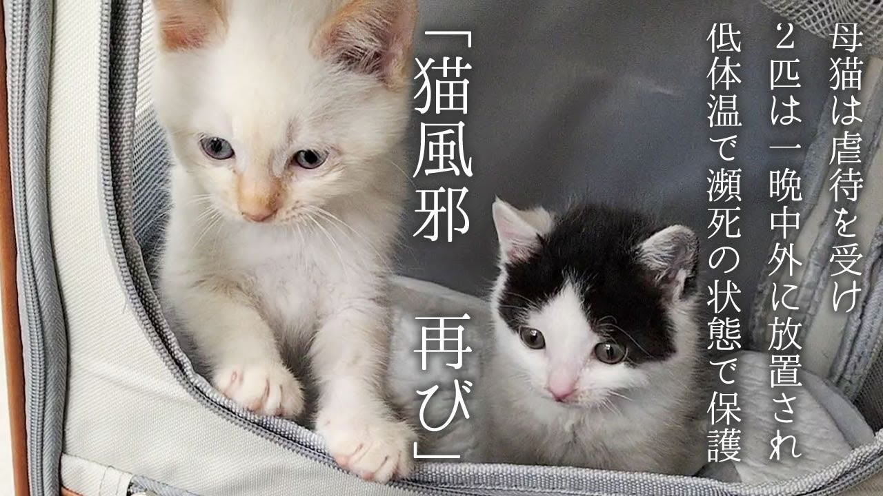 【保護猫 子猫】外で一晩放置され、低体温で保護された子猫。「猫風邪ぶり返しました」#子猫 #保護猫ボランティア#保護猫ミルクボランティア#子猫癒やし