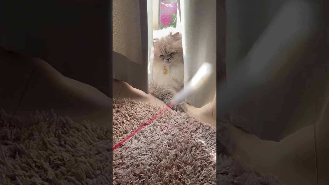 タップチャレンジしたヒマラヤンのマーベル🐈 #shorts #cat #猫のいる暮らし #ねこ #猫好きさんと繋がりたい #ヒマラヤン #マーベル #うちのにゃんこ