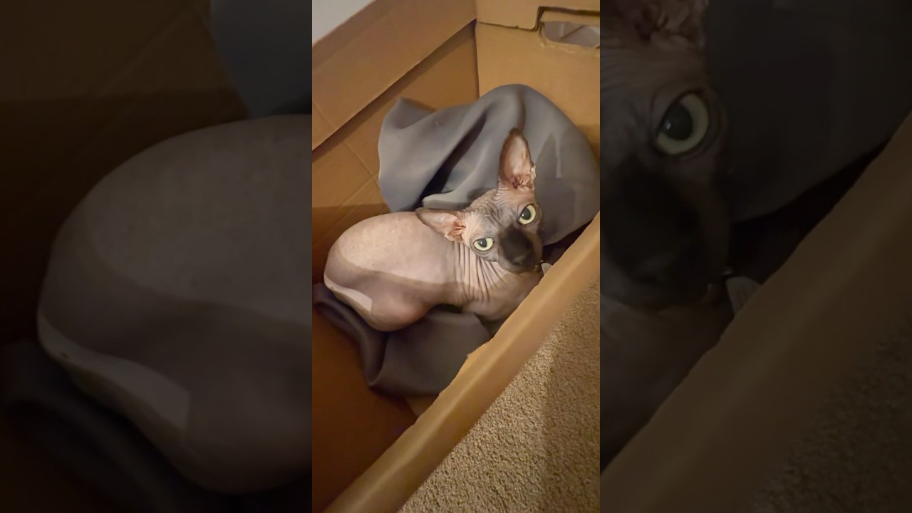Sphynx Cat Loves Sleeping in Cardboard Boxes