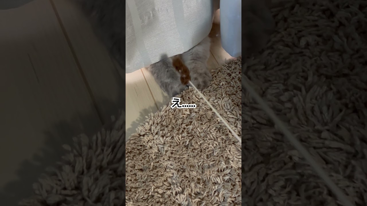 タップチャレンジするヒマラヤンのマーベルpart2🐈 #shorts #cat  #うちのにゃんこ #マーベル #ねこ #ねこのいる暮らし