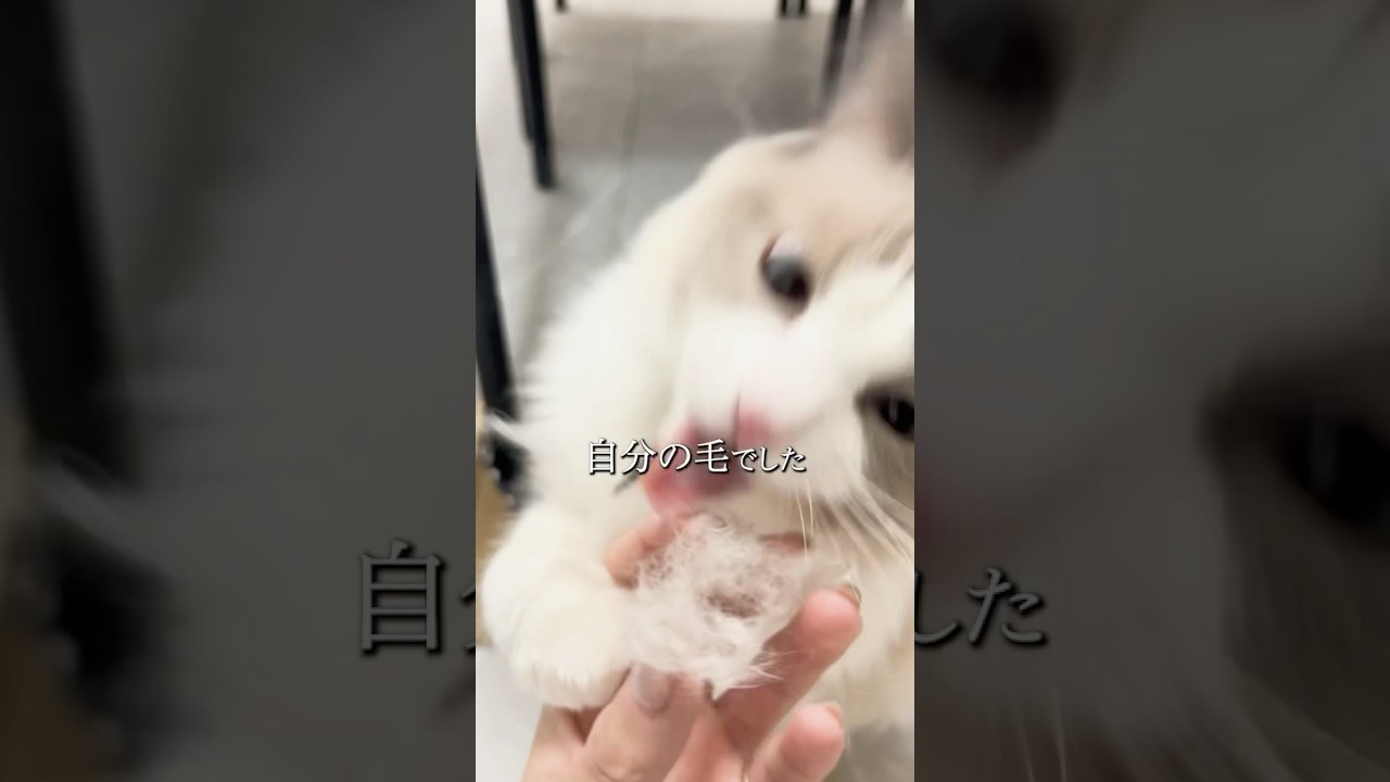 勘違いだったにゃ🐱💦#ラグドール #ラグドール子猫 #子猫 #子猫のいる生活 #ゆきうみ