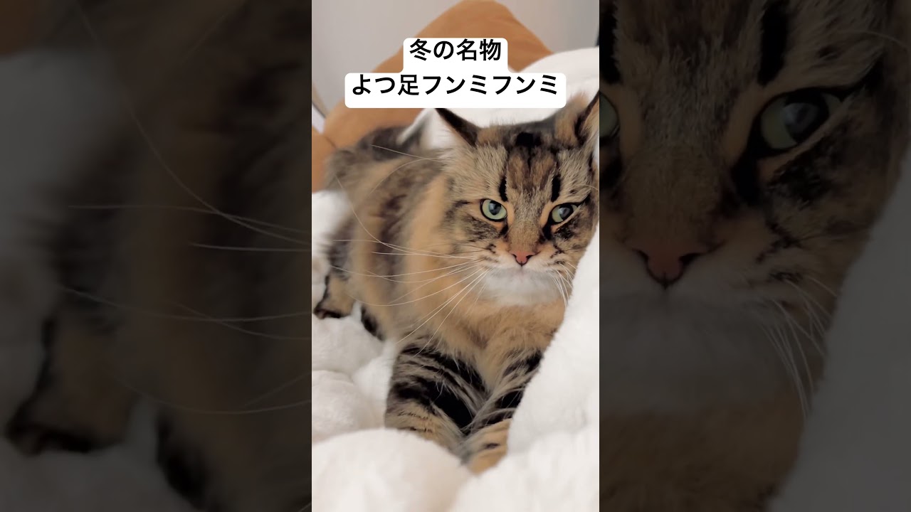 #猫 #サイベリアン #フミフミ
