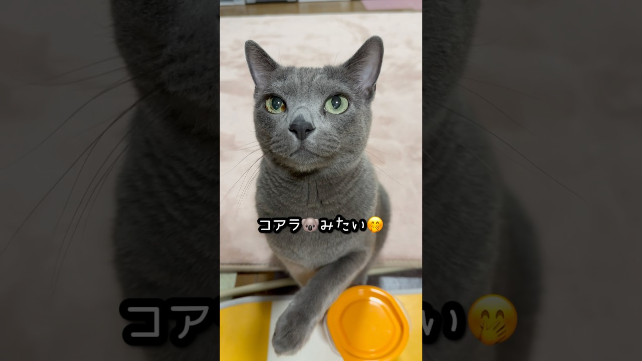 【ロシアンブルー】めろんのお鼻〜今朝もいい感じで湿ってます🤭【猫】#shorts