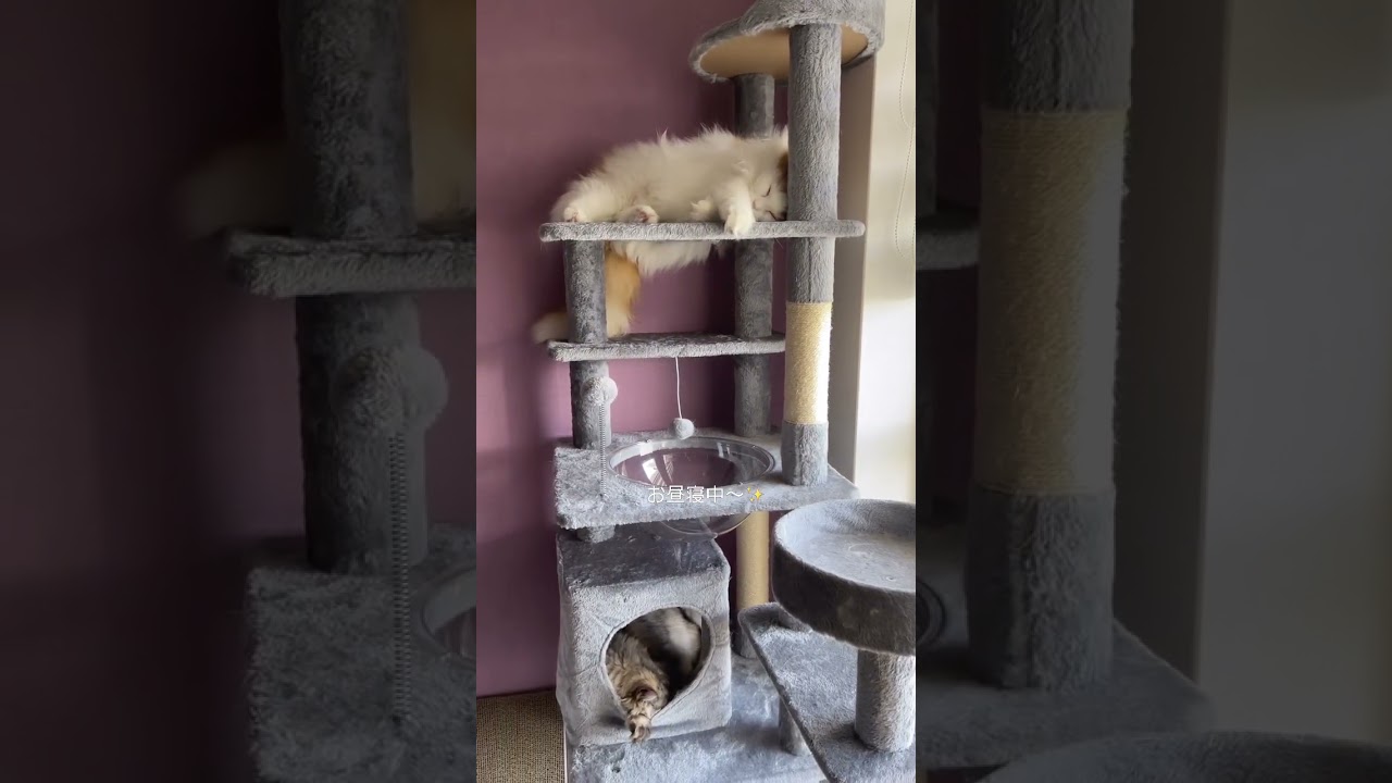 【猫の日常】縦は隣かニャ？#猫#マンチカン#cat#キャットタワー#猫好きさんと繋がりたい