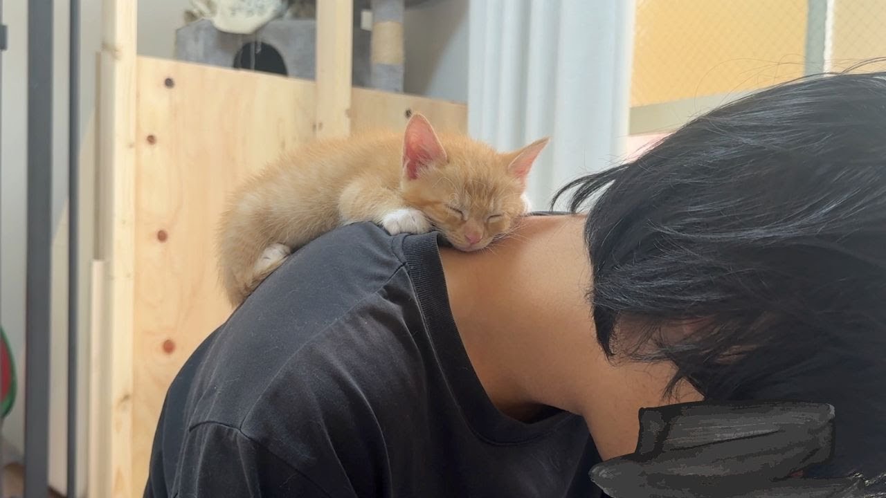 肩にしがみついたまま寝ちゃった子猫
