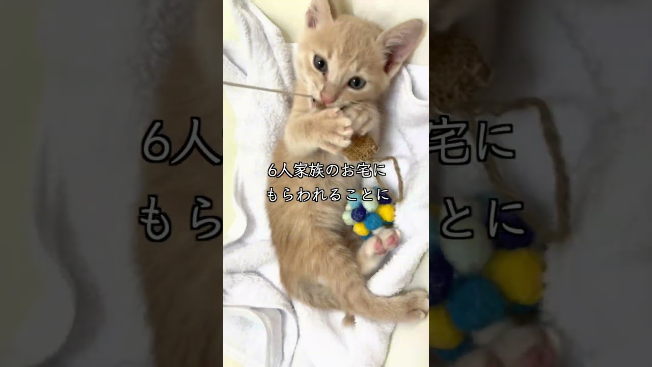 耳がカールした6か月歳の保護猫の重大発表 #shorts #捨て猫 #保護猫活動 #アメリカンカール