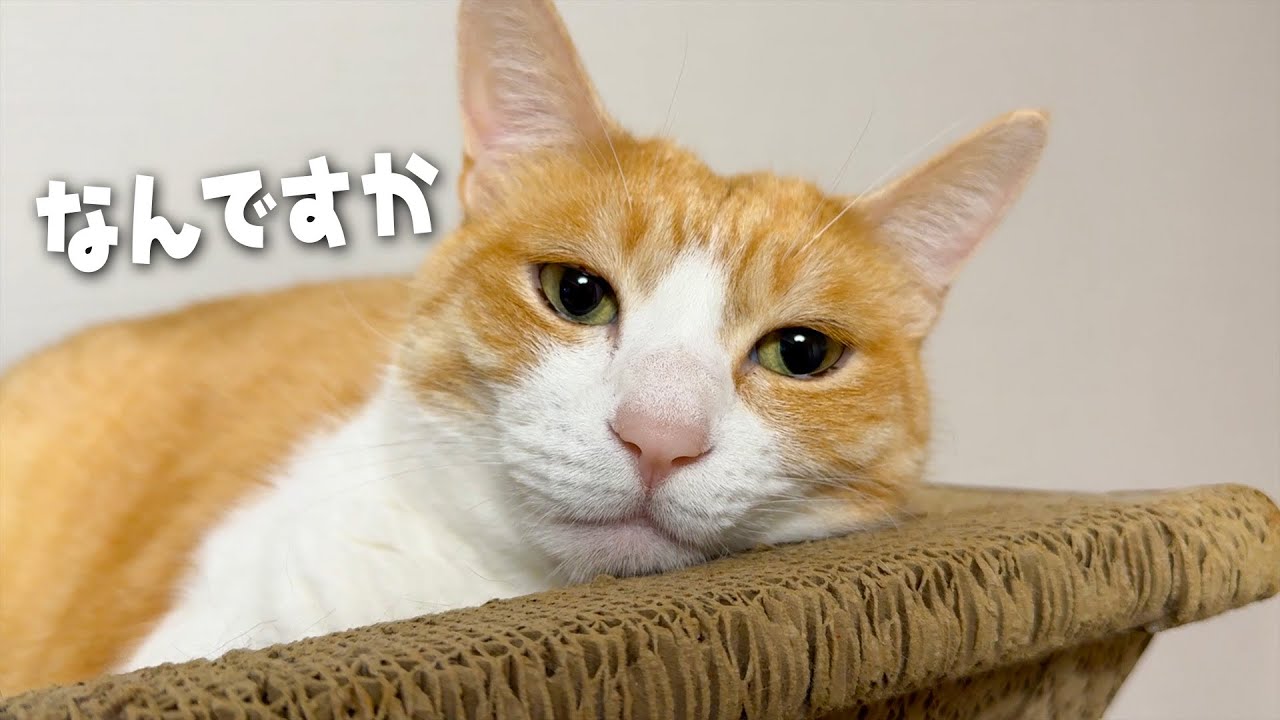 眠たいのに変なイチャモンばっかつけられてしまうロビンなのであった。