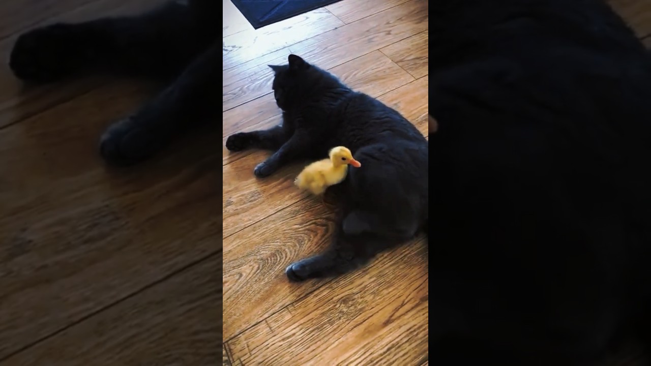 ¿Tu gatito está nervioso? Así que mira estos... #shortsfeed #amantesdelosgatos