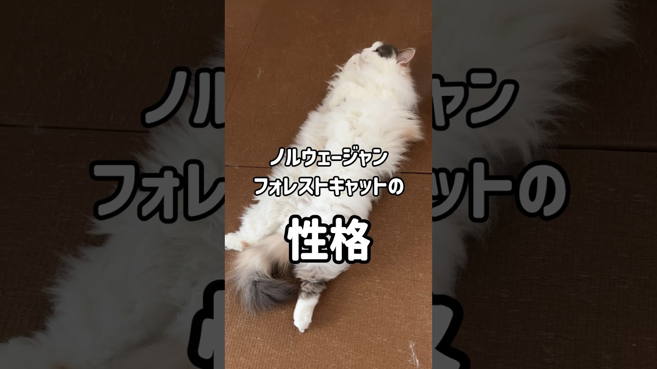 ノルウェージャンフォレストキャットの性格　#shorts #猫好きさんと繋がりたい #猫のきなこもち