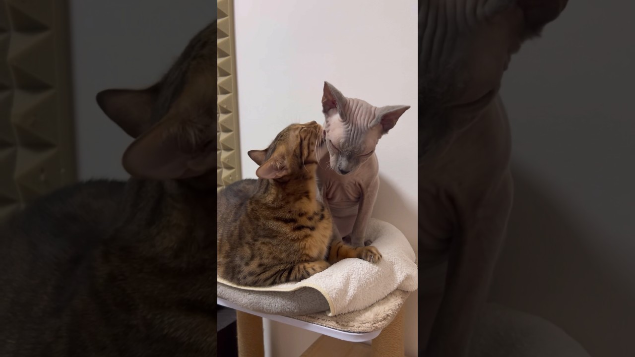 毛繕いされて気持ち良さそうな毛のない猫【スフィンクス猫】