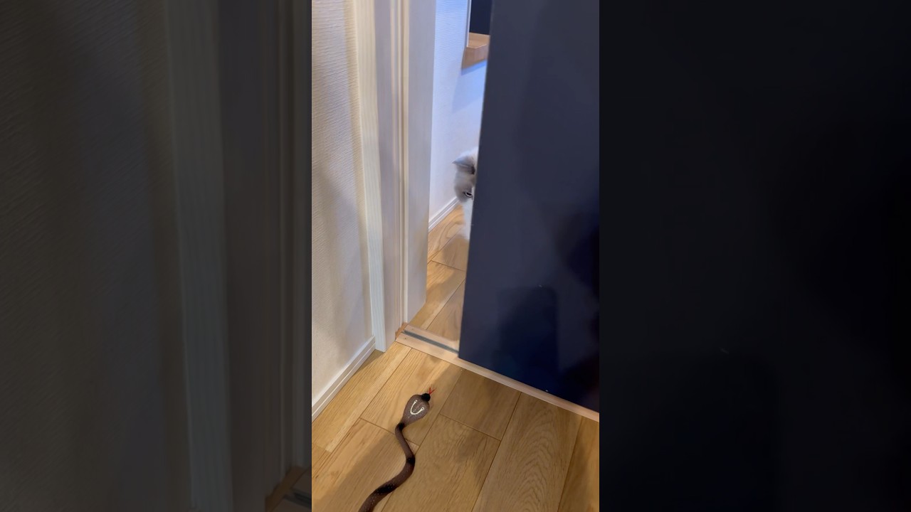 ヘビ置いてドア開けてみた #ねこ動画 #cat #ラグドール #猫のいる暮らし #猫とヘビ #猫おもちゃ