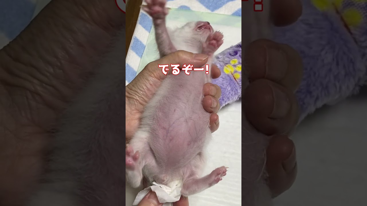 トイレの仕方を人間に教わる赤ちゃん猫集