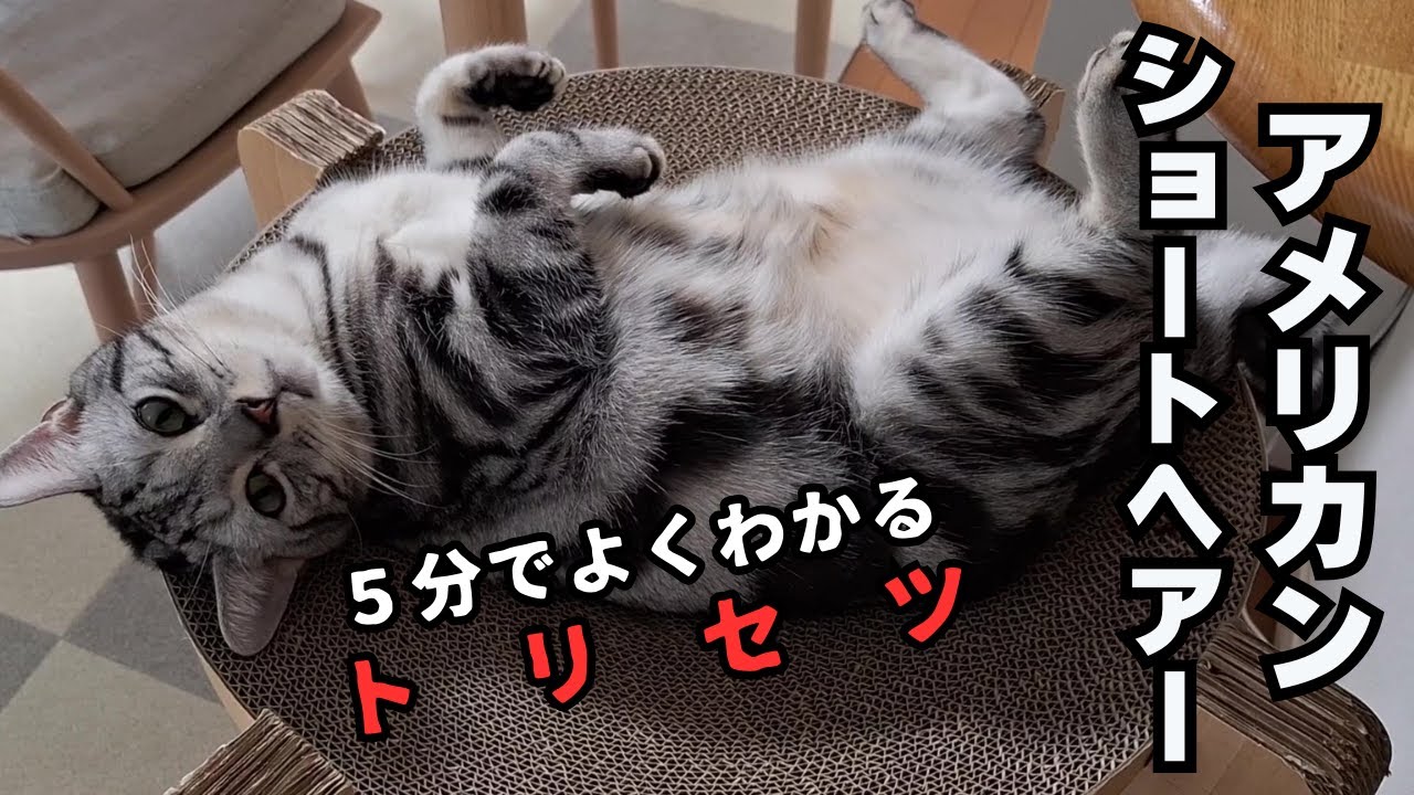 【5分でよくわかる！】アメリカンショートヘアの特徴と飼い方の注意点　No.10
