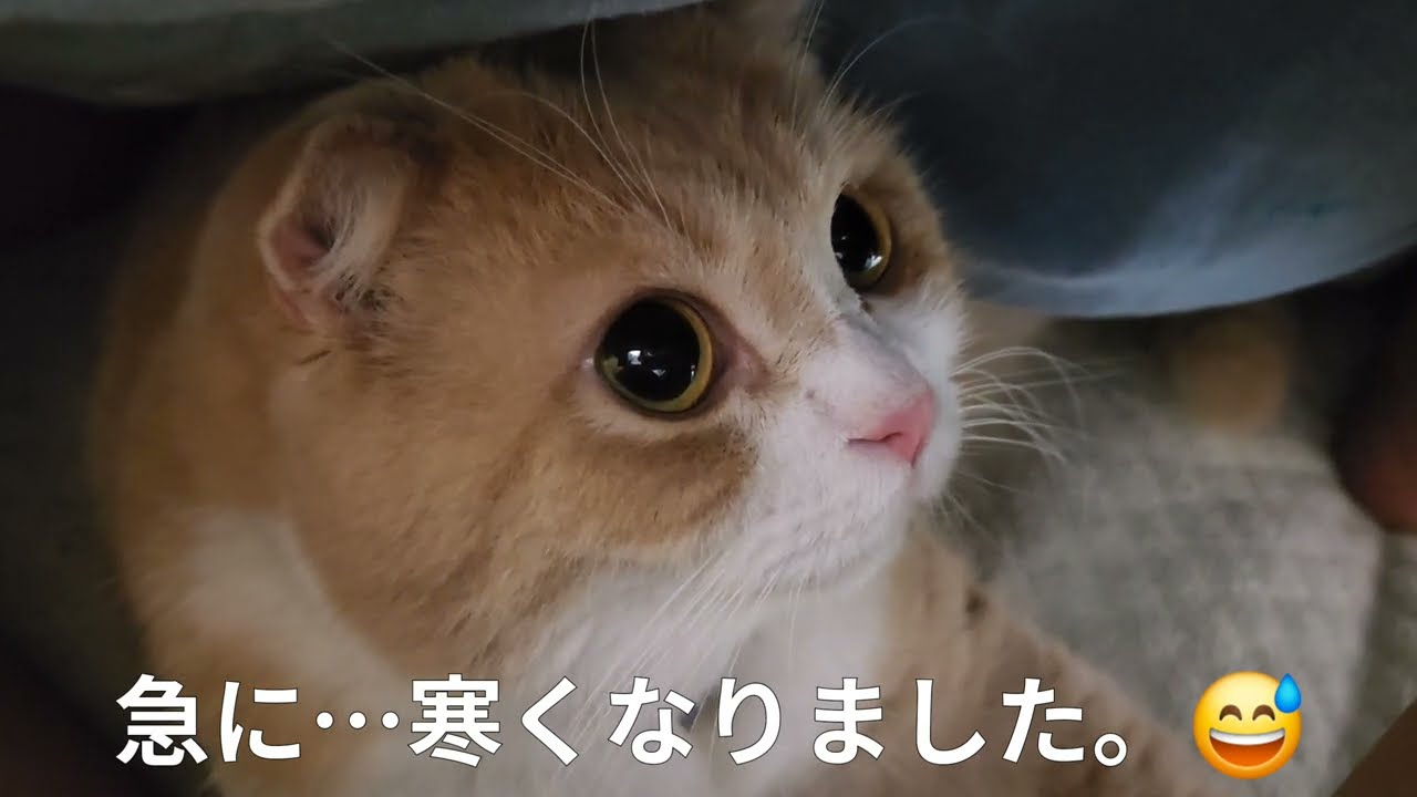 寒暖差が凄くて…。😅こうなって😆しまいました。…108 おもち♂️[スコティッシュ]　しらす♀️[アメショ]