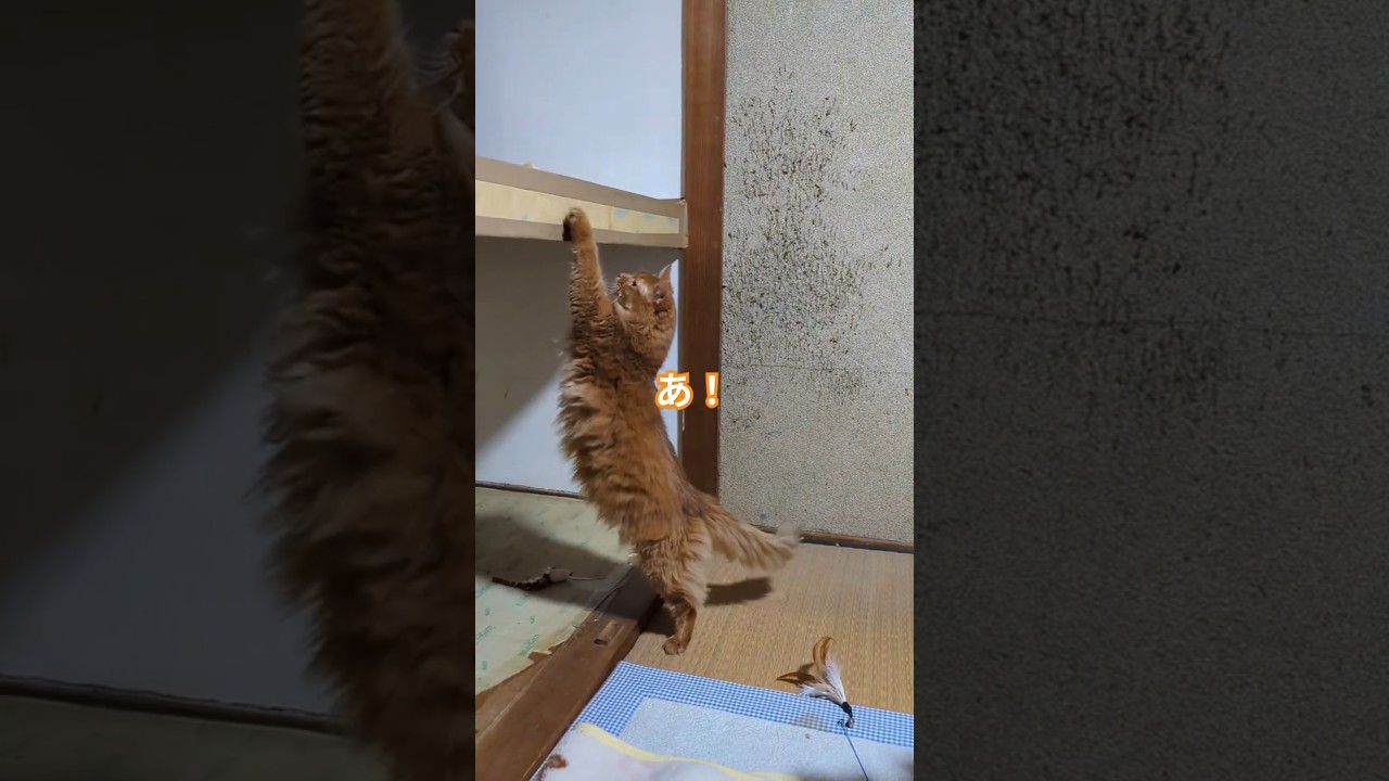 うちのソマリ、短足じゃね？ #cat #ソマリ