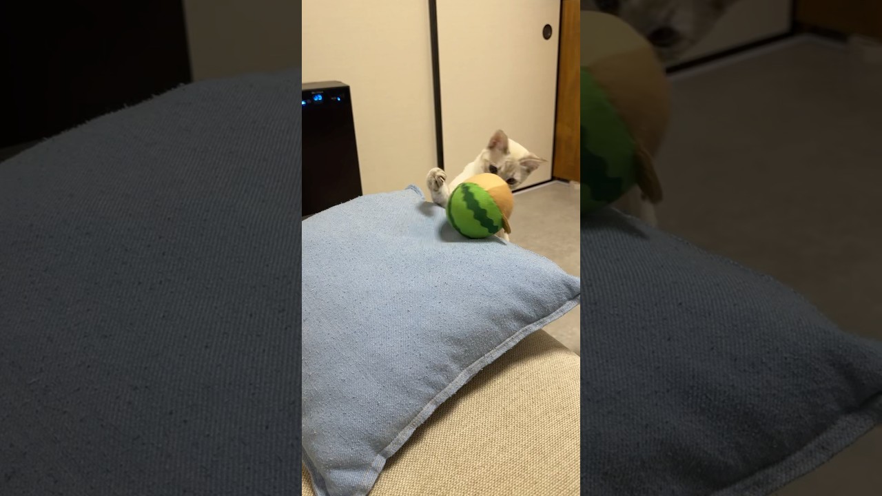 上手に玉転がしするねこ　#元保護猫　#シャムトラ　#シャムミックス　#cat #猫耳 #kitten #シャムmix  #子猫 #猫耳