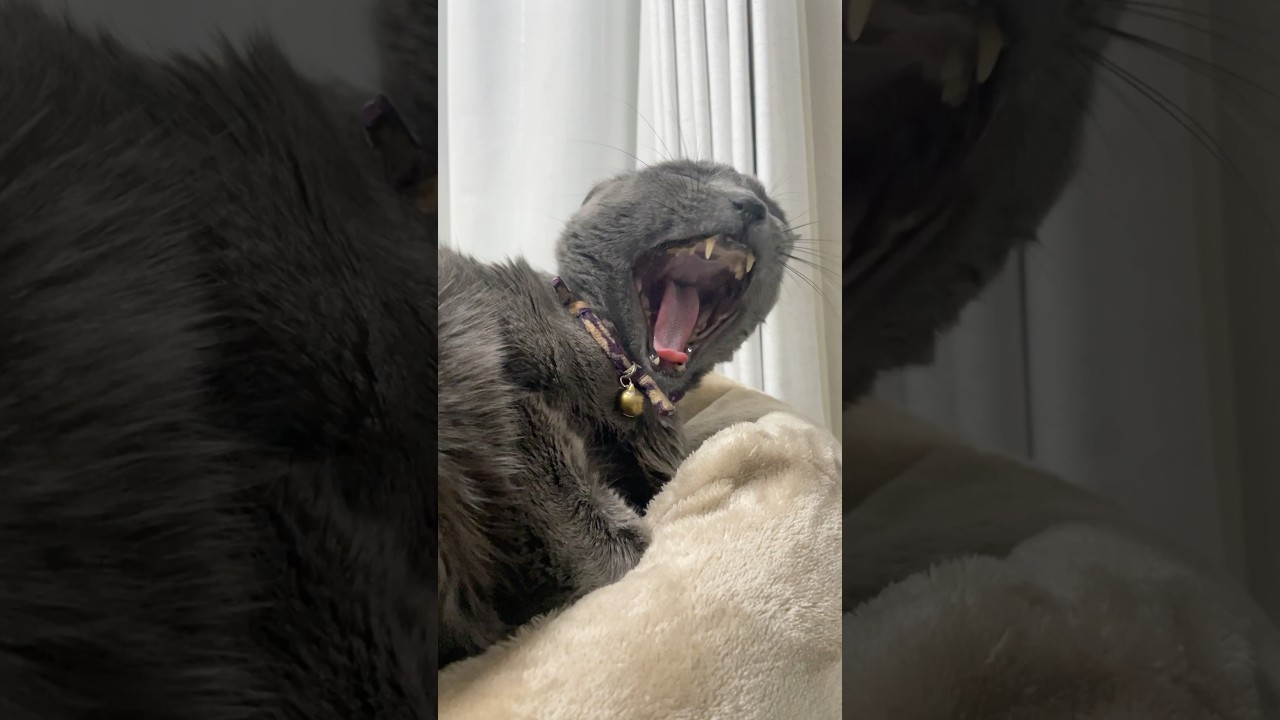 今日のあくび(ウインクあり)_20241117 #shorts #cat #ロシアンブルー #猫