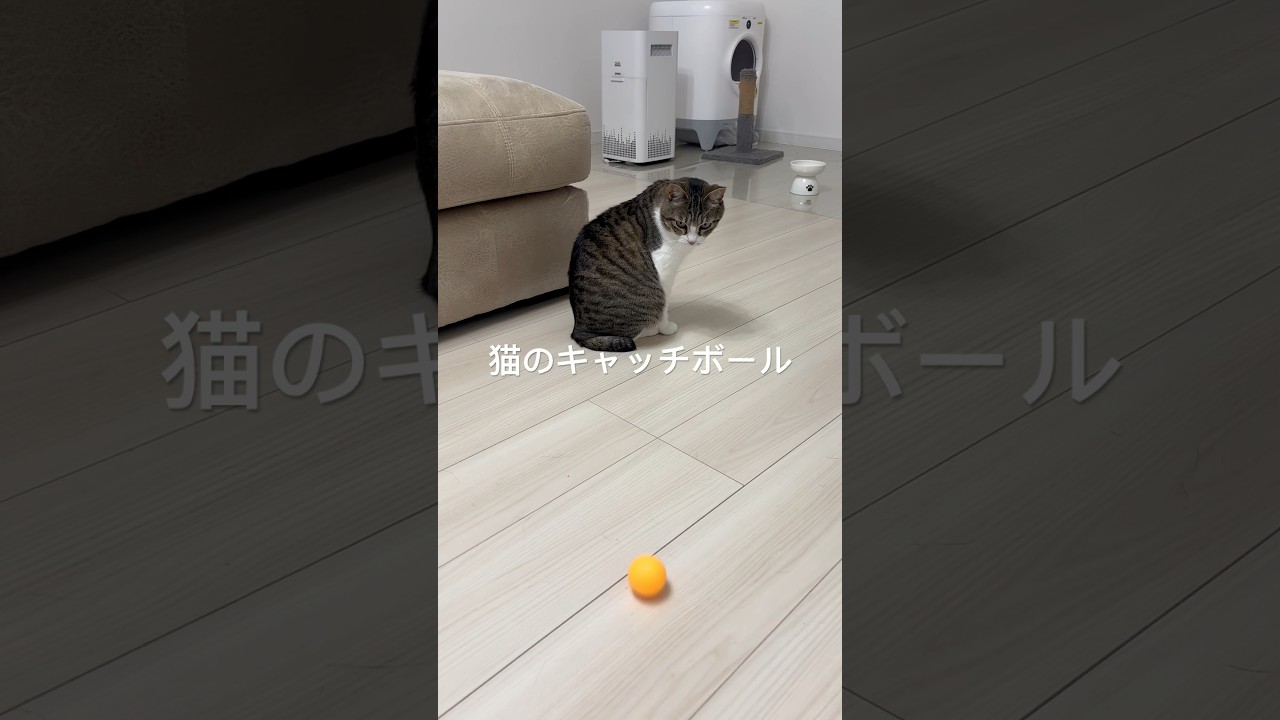 【スコティッシュフォールドスコ太郎】猫のキャッチボール#猫のいる暮らし #猫の日常 #猫 #可愛い #スコティッシュフォールド #cat