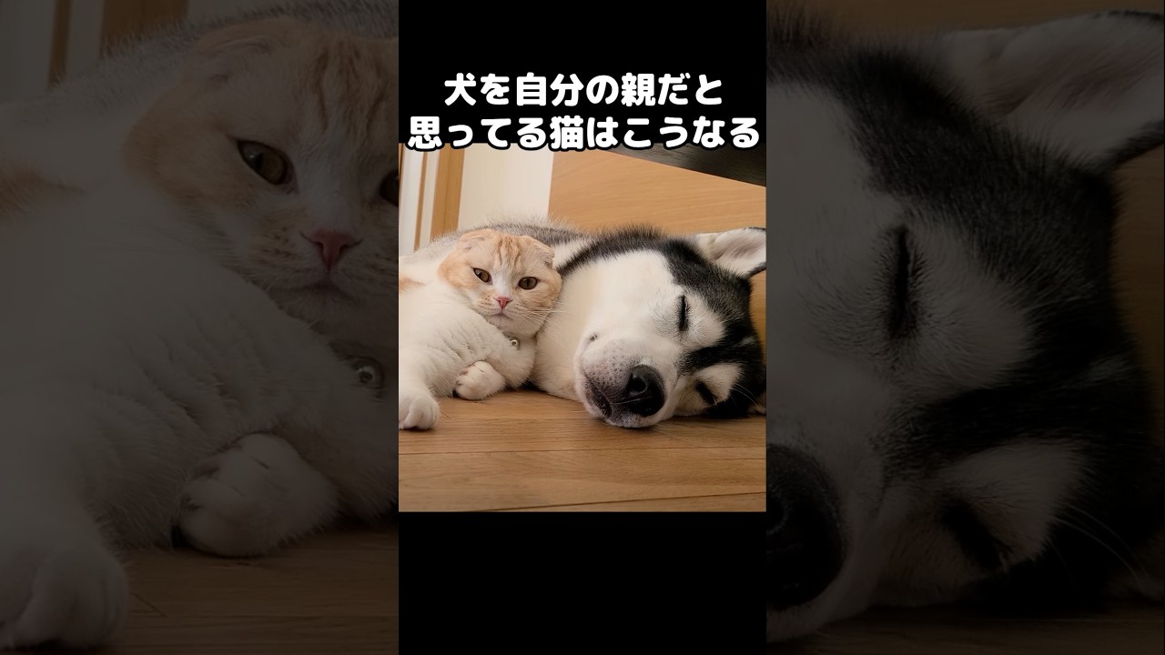 犬を自分の親だと思ってる猫はこうなる...笑#shorts #cat